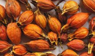 栀子的功效与作用及禁忌症（金银花栀子的功效与作用及禁忌症）