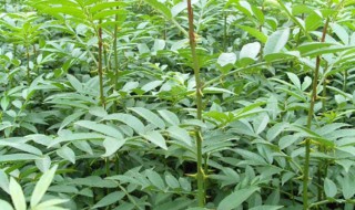 农村种植花椒树有什么注意事项（农村种植花椒树有什么注意事项吗）