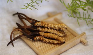 冬虫夏草的吃法和用处(冬虫夏草的功效怎么吃)