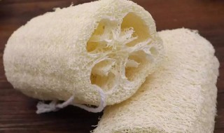 丝瓜络的功效与作用吃法（丝瓜络功效与作用功效）