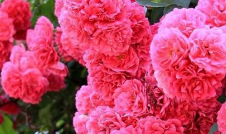 蔷薇花的养殖方法和注意事项 蔷薇花的养殖方法和注意事项有哪些