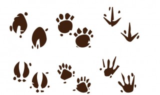 爪组词（爪组词多音字组）