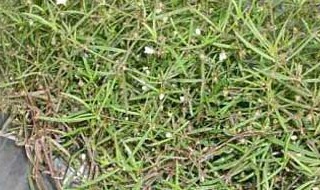 白花蛇舌草的作用与功效禁忌（白花蛇舌草的作用与功效禁忌症）