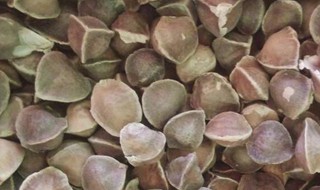 辣木籽的禁忌是什么（辣木籽作用与功效禁忌）