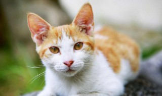 梦到猫咬我是什么意思（梦到猫咬我是什么意思,然后猫也死了）