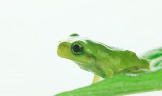 做梦梦到青蛙是什么意思（晚上做梦梦到青蛙是什么意思）