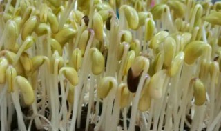 发黄豆芽的方法怎么做 怎么发黄豆芽简单做法