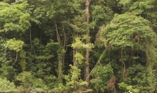 什么是丛林法则