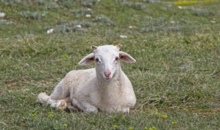 羊的叫声怎么写 羊的叫声英文怎么写