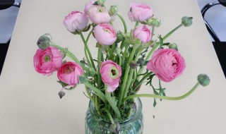 洋牡丹怎么养水养 洋牡丹水养注意事项