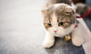 四字网名带喵 四字网名带喵字的网名