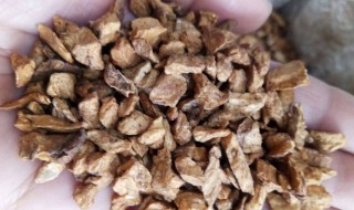 中药菊苣的功效与作用 中药菊苣的功效与作用禁忌