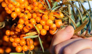 沙棘蓝莓汁功效（沙棘蓝莓汁功效是真的吗）