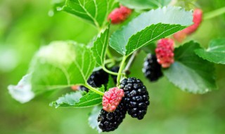 家里不能种的树（家里不能种的树木）