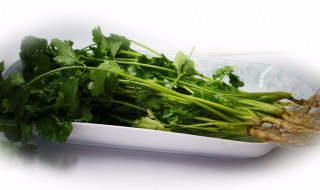 中药芫荽的功效与作用 芫荽的功效与作用及营养价值