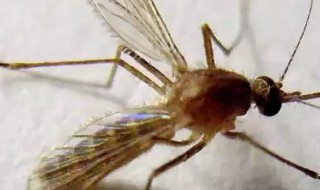 对蚊子过敏是什么症状 对蚊子过敏是什么症状图片