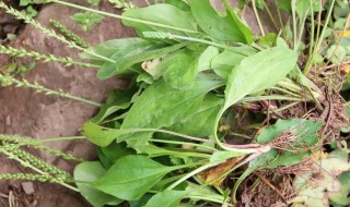 旱莲草泡水如何泡 旱莲草泡水喝