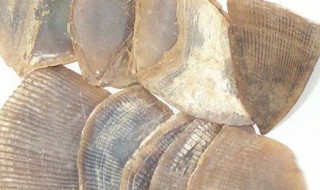 甲珠粉的功效与作用 甲珠粉的功效与作用是什么