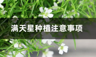 满天星种植注意事项（满天星养殖注意事项）