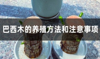 巴西木的养殖方法和注意事项木（巴西木的养殖方法和注意事项水养）