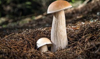 牛肝菌的功效与作用做法 牛肝菌的功效与作用做法视频