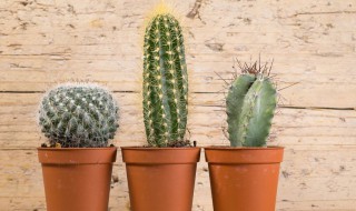 叶仙人掌的功效与作用 仙人掌的茎根有什么作用