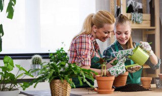 家中如何养富贵竹 家中如何养富贵竹盆景