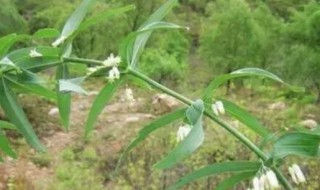 黄精怎么种植和管理 黄精怎么种植和管理视频