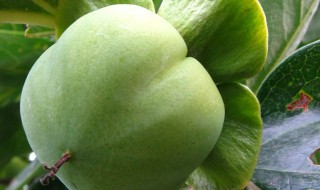 青柿子的功效与作用及禁忌（青柿子的功效与作用及禁忌症）