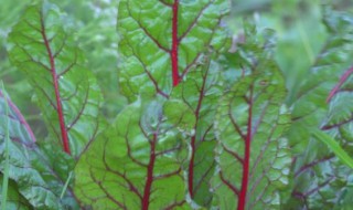 中药君达菜的功效与作用(君达菜根的功效与作用)