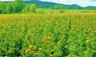 返魂草的禁忌 返魂草功效与作用以及禁忌