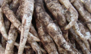 中药地笋的功效与作用 中药地笋的功效与作用及禁忌