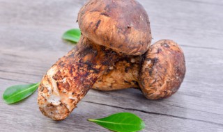 新鲜姬松茸的功效与禁忌（新鲜姬松茸哪些人不能吃）