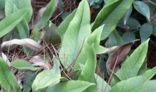 中药光石韦的功效与作用 中药光石韦的功效与作用是什么