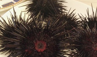 海胆怎么保存才新鲜 海胆怎么保存才新鲜,能保存多久