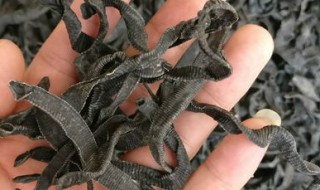 水蛭粉的功效与作用禁忌（水蛭粉的功效与作用禁忌及副作用）