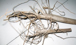 中药柳根的功效与作用（柳根有什么药用价值）