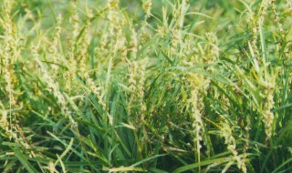 麦冬灯心草的功效与作用(灯心草的功效与作用)