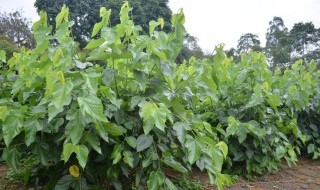 家里不能种桑树吗 家里是不是不能种桑树