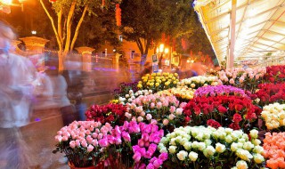 家里不能种什么树和花（家中不能种什么花和树）