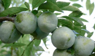 油奈的功效与作用 油奈的功效与作用及禁忌