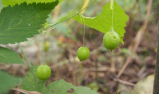 马交儿的功效与作用 马儿菜作用与功效