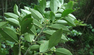 中药毛冬青的功效与作用（中药毛冬青的功效与作用）