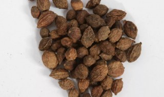 寇仁的功效与作用及药用价值 砂仁的功效与作用