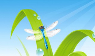 中药蜻蜓的功效与作用 蜻蜓的功效和作用