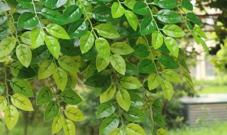 榆树枝的功效与作用 干榆树枝的功效与作用