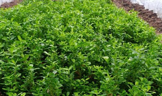 中药小叶黄杨的功效与作用 中药小叶黄杨的功效与作用图片