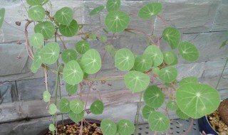 山乌龟的种植方法怎么养护（山乌龟的种植方法怎么养护和管理）