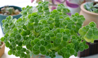 多肉碰碰香怎么养 多肉植物碰碰香怎么养