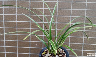 铁骨锦旗兰花几月开花（铁骨锦旗兰花什么时候开花）